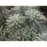GRDplanten 6x Wolfsmelk - Euphorbia char. 'Silver Swan' ( 'wilcott') | 9x9 cm pot