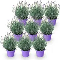 Green Boutiq - Tuinplant - Lavandula angustifolia Munstead - Lavendel - Winterhard - Paars - 9 Planten - Pot 12cm - Hoogte 15-25cm