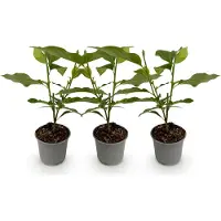 Green Boutiq - Tuinplant - Magnolia Genie - Bloem Paars - 3 Planten - Bladverliezend - Weinig Onderhoud - Pot 12cm Hoogte 30cm