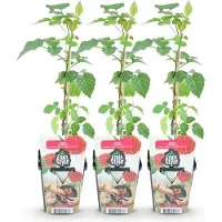 Green Boutiq - Fruitplanten - Taybes - Rubus Tayberry - Winterhard - 3 Planten - Pot 9 cm - Rode Vrucht