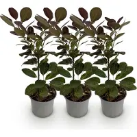 Green Boutiq - Tuinplant - Cotinus coggyria Royal Purple - Paars - 3 Planten - Bladverliezend - Weinig Onderhoud - Pot 12cm Hoogte 35cm