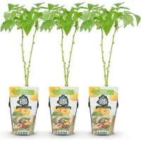 Green Boutiq - Fruitplanten - Framboos - Rubus idaeus Fallgold - Winterhard - 3 Planten - Pot 9 cm - Gele Framboos