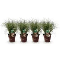 Green Boutiq - Siergrassen - Carex comans Frosted Curls - Groen - 4 Planten - Bladhoudend - Weinig Onderhoud - Pot 17cm Hoogte 50cm