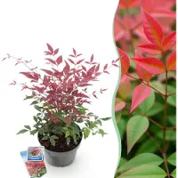 Green Boutiq - Tuinplant - Nandina Obsessed - Rood - 1 Plant - Groenblijvend - Weinig Onderhoud - Pot 17cm Hoogte 35 - 45cm