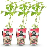 Green Boutiq - Fruitplanten - Framboos - Rubus idaeus Heritage - Winterhard - 3 Planten - Pot 9 cm - Rode Framboos