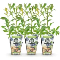 Green Boutiq - Fruitplanten - Blauwe Bes - Vaccinium corymbossum Bluegold - Winterhard - 3 Planten - Pot 9 cm - Blauwe Bes