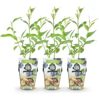 Green Boutiq - Fruitplanten - Blauwe Bes - Vaccinium corymbossum Goldtraube - Winterhard - 3 Planten - Pot 9 cm - Blauwe Bes