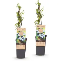 Green Boutiq - Fruitplant - Vaccinium corymbosum Bluecrop - Bosbes - Winterhard - Blauwe Bes - 2 Planten - Pot 15cm - Hoogte 50cm