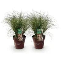 Green Boutiq - Siergrassen - Carex comans Frosted Curls - Groen - 2 Planten - Bladhoudend - Weinig Onderhoud - Pot 17cm Hoogte 50cm