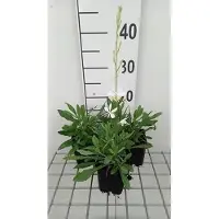 GRDplanten 6x Galium - Gaura lindh. 'Cool Breeze' ( oenothera lindh.) | 9x9 cm pot