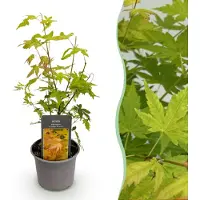 Green Boutiq - Tuinplant - Acer palmatum Orange Dream - Oranje - 1 Plant - Bladverliezend - Weinig Onderhoud - Pot 12cm Hoogte 35cm
