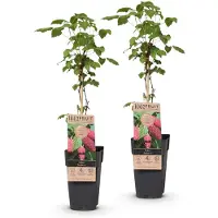 Green Boutiq - Fruitplant - Rubus log. Tayberry - Braamboos - Winterhard - Paarse Framboos - 2 Planten - Pot 15cm - Hoogte 50cm