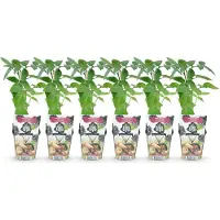 Green Boutiq - Fruitplanten - Doornloze Braam - Rubus Thornfee - Winterhard - 6 Planten - Pot 9 cm - Zwarte Braam