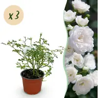 Green Boutiq - Tuin Roos - Rosa White Fairy - Roos - Winterhard - Wit - 3 Planten - Pot 12cm - Hoogte 20-25cm