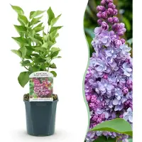 Green Boutiq - Tuinplant - Syringa vulgaris Michel Buchner - Gewone Sering - Winterhard - Roze - 1 Plant - Pot 17cm - Hoogte 45cm