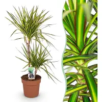 Green Boutiq - Kamerplanten - Dracaena Sunray - Drakenbloedboom - Weinig onderhoud - Groen - 1 Plant - Pot 21cm - Hoogte 90-100cm