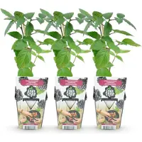 Green Boutiq - Fruitplanten - Doornloze Braam - Rubus Thornfee - Winterhard - 3 Planten - Pot 9 cm - Zwarte Braam