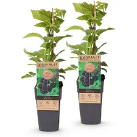 Green Boutiq - Fruitplant - Rubus occ. Black Jewel - Bramenplant - Winterhard - Zwarte Braam - 2 Planten - Pot 15cm - Hoogte 50cm