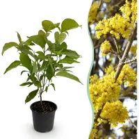 Green Boutiq - Tuinplant - Cornus mas - Bloem Geel - 1 Plant - Bladverliezend - Weinig Onderhoud - Pot 12cm Hoogte 35cm