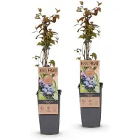 Green Boutiq - Vruchtplant - Vaccinium corymbosum Jersey - Blauwe bes - Winterhard - Blauwe bessen - 2 planten - Pot van 15 cm - Hoogte 50 cm