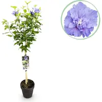 Green Boutiq - Tuinplant - Hibiscus syriacus Blue Chiffon - Plant op stam - Terras Plant - Bladverliezend - Weinig Onderhoud - Pot 19cm Hoogte 90cm