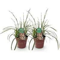 Green Boutiq - Siergrassen - Carex morrowii Ice Dance - Wit & Groen - 2 Planten - Bladhoudend - Weinig Onderhoud - Pot 17cm Hoogte 50cm