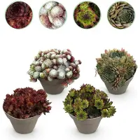 Green Boutiq - Bodembedekker - Winterhard -Sempervivum Big Sam - 4 Planten - Diversen kleuren - Weinig Onderhoud - Pot 14 Hoogte 17