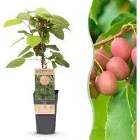 Green Boutiq - Fruitplant - Actinidia arguta Weiki - Kiwiplant - Mannelijk - Rode - Paarse Vruchtjes - 1 Plant - Pot 15cm - Hoogte 50cm