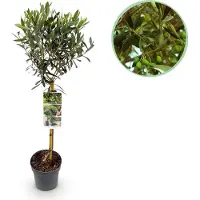 Green Boutiq - Echte Olijvenboom - Olea Europaea - Plant op stam - Terras Plant - Bladhoudend - Weinig Onderhoud - Pot 19cm Hoogte 90cm