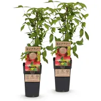 Green Boutiq - Fruitplant - Rubus idaeus Ottawa - Frambozenplant - Winterhard - Rode Framboos - 2 Planten - Pot 15cm - Hoogte 50cm