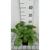 GRDplanten 6x Purperklokje - Heuchera sang. 'White Cloud' | 9x9 cm pot