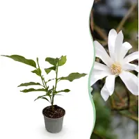 Green Boutiq - Tuinplant - Magnolia stellata - Bloem Wit - 1 Plant - Bladverliezend - Weinig Onderhoud - Pot 12cm Hoogte 30cm