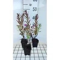 GRDplanten 6x Aster - Aster n.a. 'Andenken An P. Gerber' | 9x9 cm pot