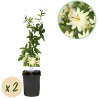 Green Boutiq - Passiebloem - Passiflora Avalanche - Bloem Wit - Weinig onderhoud - 2 planten - Pot 11cm Hoogte 40cm