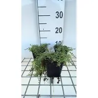 GRDplanten 6x Kruiptijm - Thymus praecox 'Pink Chinz' | 9x9 cm pot