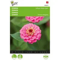 Buzzy seeds Zinnia Lilliput Rose Gem (Zinnia elegans)