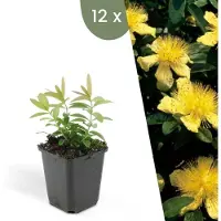 Frank GmbH | 12 Sint-Janskruid Planten | Hypericum calycinum | Winterharde bodembedekker planten | tuinplanten | Winterharde vaste planten meerjarig | Winterharde tuinplanten