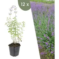 Frank GmbH | 12 kattenkruid planten | Nepeta 'Walker's Low' | Winterharde bodembedekker planten | tuinplanten | Winterharde vaste planten meerjarig | Winterharde tuinplanten