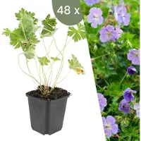Frank GmbH Planten van Frank | 48 Kaardenplanten | Geranium 'Rozanne' | Bodembedekker | Winterhard | Meerjarig | Tuinplanten
