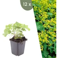 Frank GmbH Planten van Frank | 12 planten van muizenorchis | Alchemilla mollis | Bodembedekker | Winterhard | Meerjarig | Tuinplanten