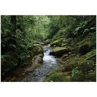 WALLARENA - Behang 150x105 cm - Fotobehang - Vliesbehang - bos, bomen en rivier - voor slaapkamer en woonkamer - halfmatte afwerking