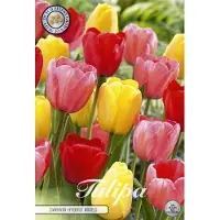 Sam van Schooten Darwin Hybrid Mixed Darwin Hybride Tulpen bollen 10 stuks Bolmaat 12+