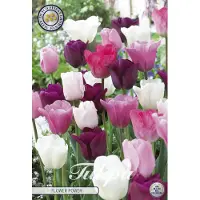 Sam van Schooten Flower Power Garden Tulpenbollen 10 stuks bolmaat 12+