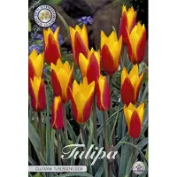 Sam van Schooten Clusiana Tubergens Gem Botanical Tulpen Bollen 10 stuks bolmaat 5/6