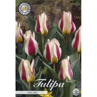 Sam van Schooten Mary Ann Greigii Tulpenbollen 10 stuks bolmaat 12+