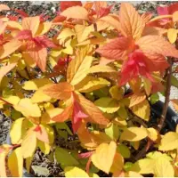 Arborix Spiraea japonica 'Goldflame' - Spierstruik 25-30 cm in pot