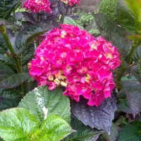 Arborix Hydrangea Macrophylla 'Merveille Sanguinea' - Boerenhortensia - 25-30 cm pot: Hortensia met rode tot paarse bloemen.