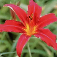 Arborix 3 x Hemerocallis 'Flaming Sword' - Daglelie pot 9x9cm