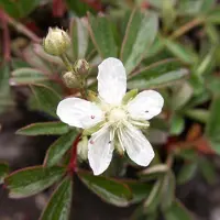 Arborix 6 x Potentilla Tridentata 'Nuuk' - Ganzerik pot 9x9cm