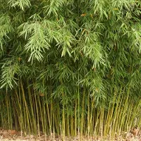 Arborix Fargesia robusta 'Formidable' 60-80cm - Sterke en sierlijke bamboeplant
